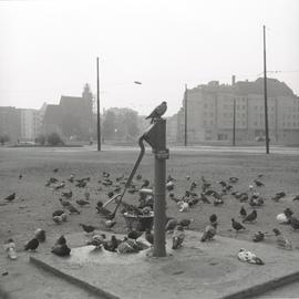 Gołębie na Placu Dominikańskim
