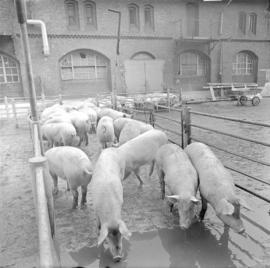Świnie na placu Wrocławskich Zakładów Mięsnych