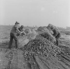 zbieranie ziemniaków z pola